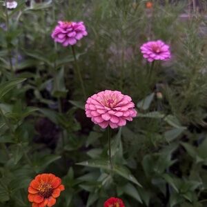 Meet your Posher, Tina